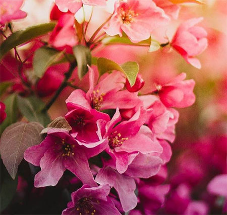 دانلود آهنگ کم میکشم عباس قمری